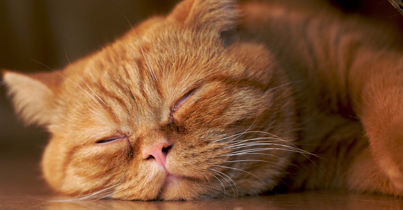 Ihre Katze schläft, dann bewegt sich plötzlich etwas unter ihrer Haut!
