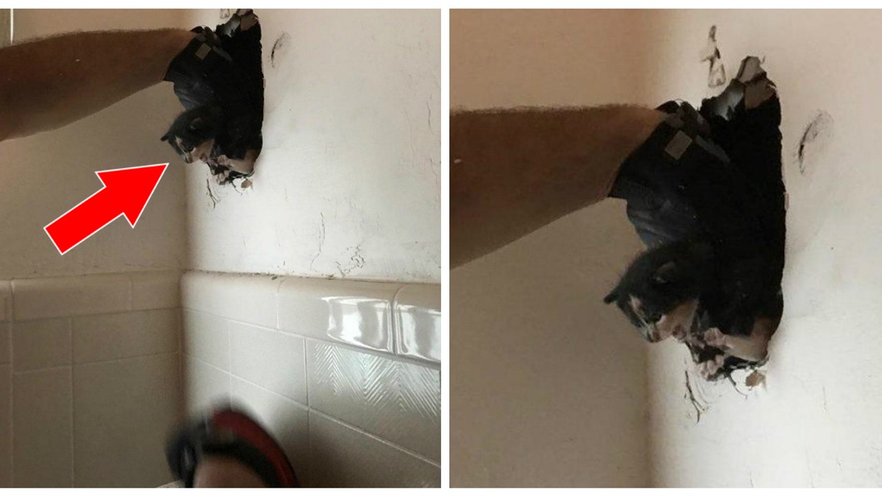 Er hört gedämpfte Schreie und beschließt die Mauer in seinem Haus einzureißen. Was er entdeckt...