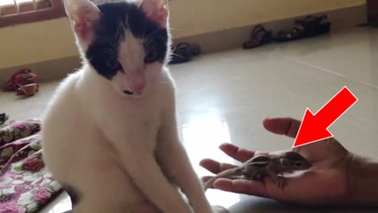 Er findet das kleine Streifenhörnchen und stellt es seiner Katze vor. Ihre Reaktion hat ihn zutiefst gerührt!