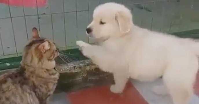 Dieser Welpe möchte mit der Katze spielen... sie reagiert einfach genial!