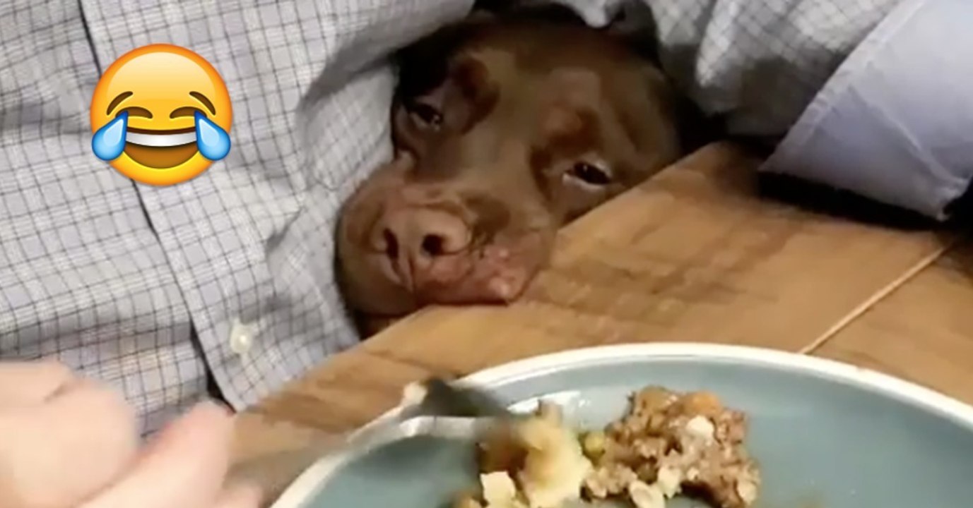 Der Retriever hat Hunger. Was er gleich macht, wird euch zum Schmunzeln bringen!