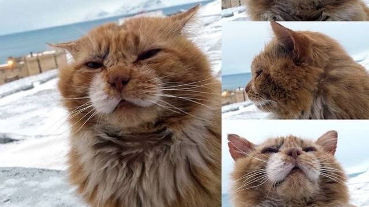 Norwegen: Entdeckt mit uns Kesha, die Polarfuchskatze!