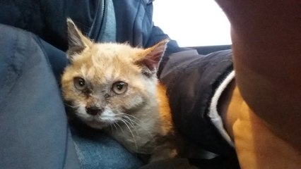 Als sie diese Katze in jämmerlichem Zustand sieht, nähert sie sich ihr...Dann erst entdeckt sie, was sie Schlimmes im Maul hat!
