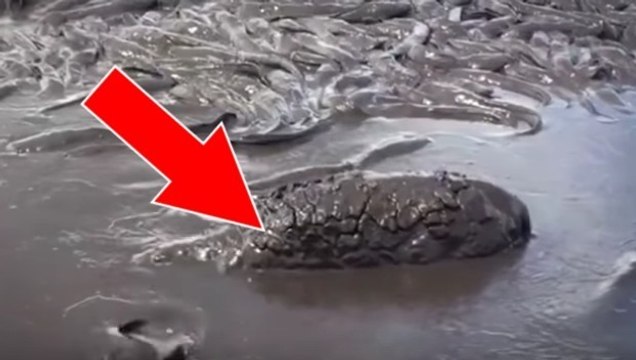 Sie finden dieses seltsame Etwas, das sich verzweifelt durch den Schlamm kämpft. Als sie näherkommen, sind sie total geschockt!