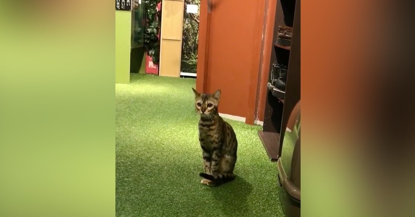 Diese Katze ist sehr neugierig! Achtet darauf, was sie gleich Geniales macht, um ihr Herrchen auszuspionieren!