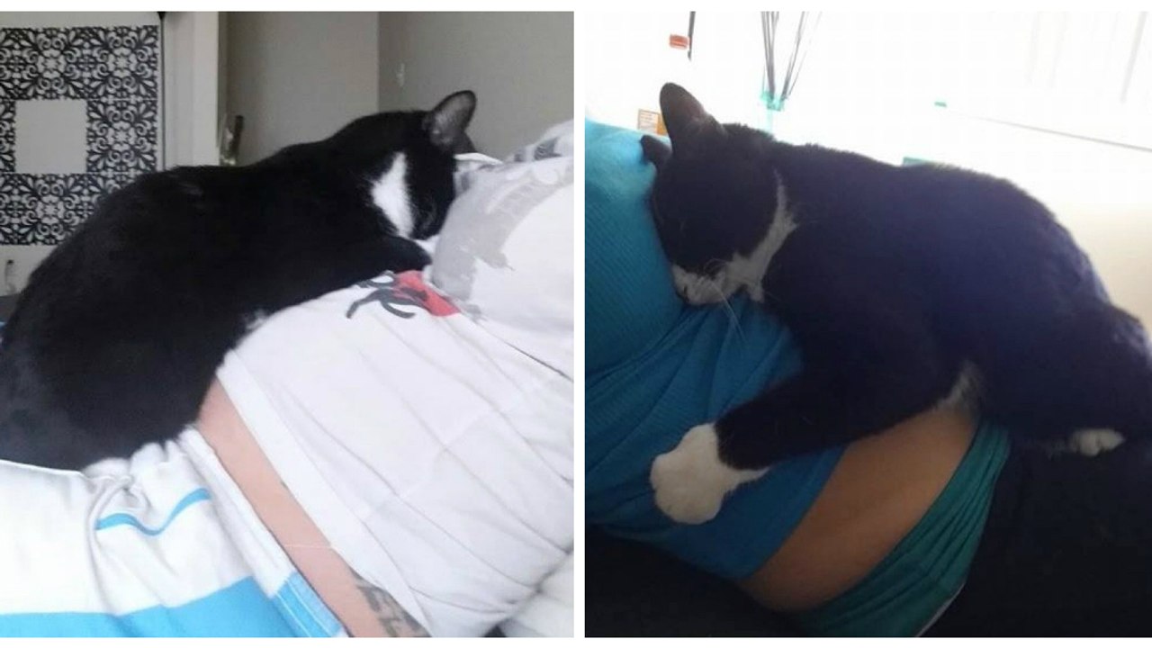 Eine Katze beschützt den Babybauch ihres Frauchens und nach der Geburt dann auch das Baby!