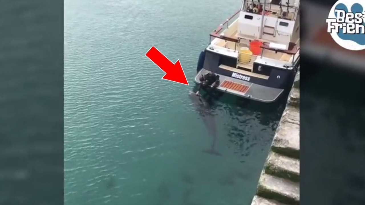 Ein Delphin lässt sich von einer Frau auf einem Boot streicheln