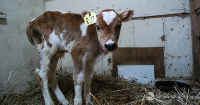 Zu schwach, um als Fleischlieferant zu dienen: Das unglaubliche Schicksal von Blitzen