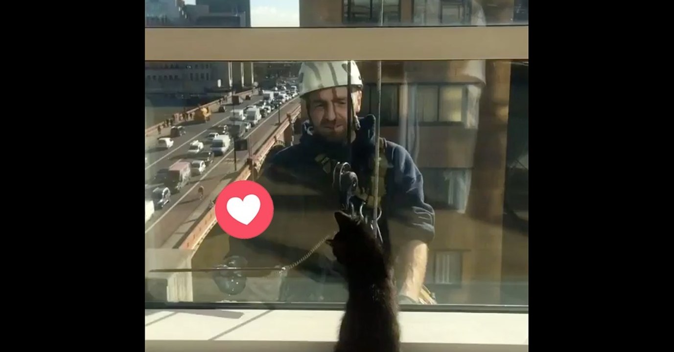 Wie diese Katze auf die Fensterputzer reagiert, ist einfach göttlich!