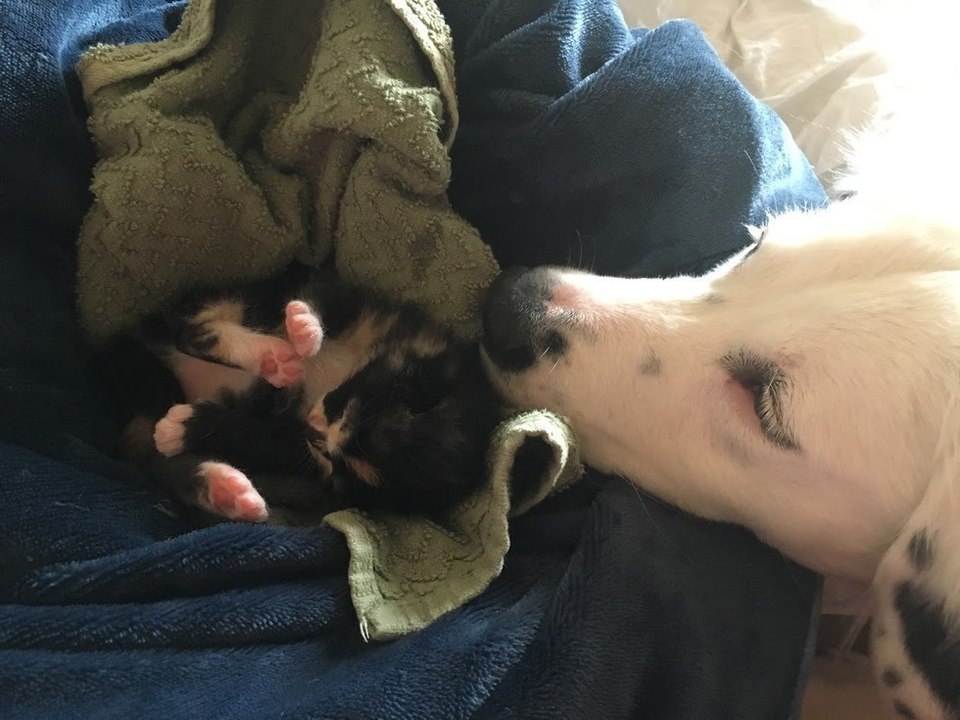 Border Collie findet verlassenes Kätzchen und lässt es nicht mehr allein