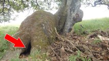 Eine Wanderin entdeckt im Wald einen Hund in einem hohlen Baumstamm