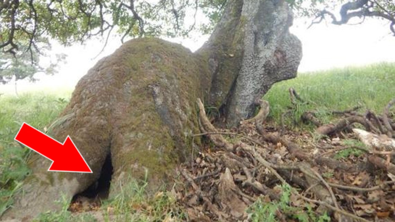 Eine Wanderin entdeckt im Wald einen Hund in einem hohlen Baumstamm