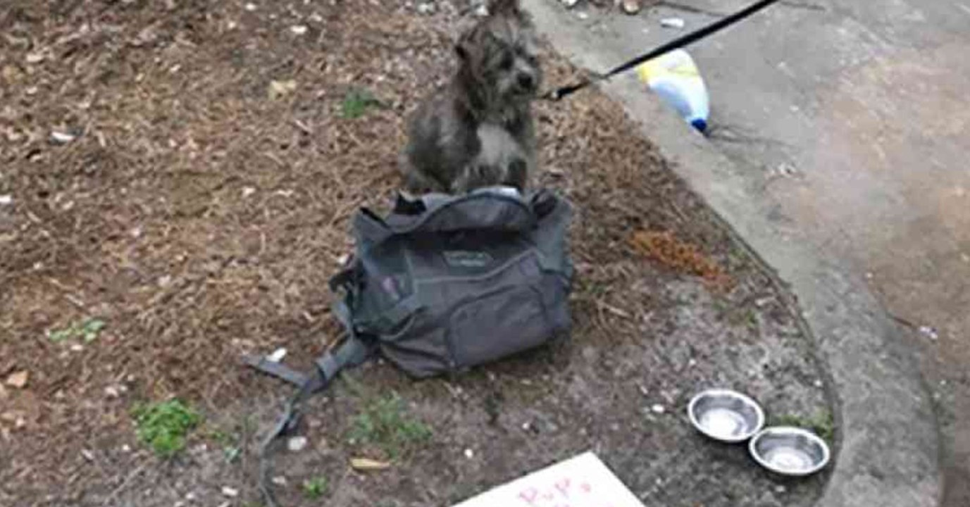 Hund an Müllcontainer angebunden und daneben liegt ein Zettel mit einer Botschaft