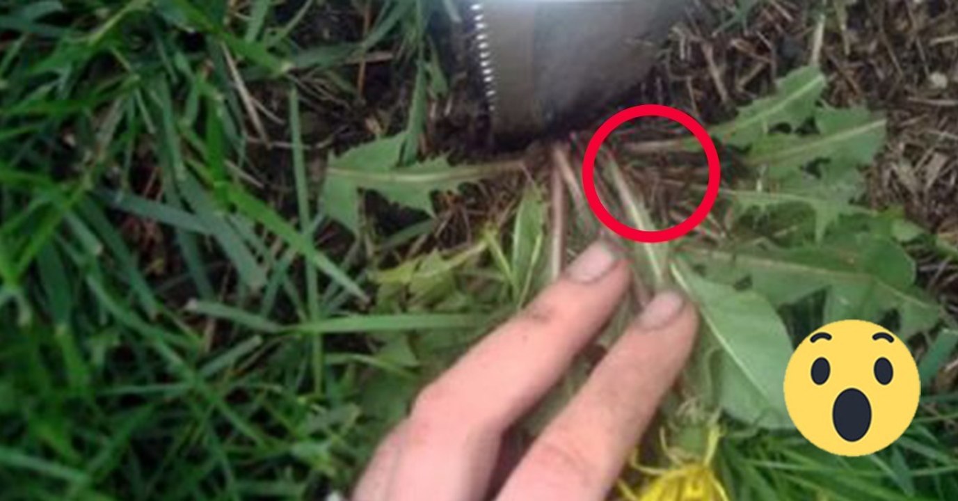 Mit diesem Trick hast du einen englischen Rasen DIREKT bei dir vor der Tür!