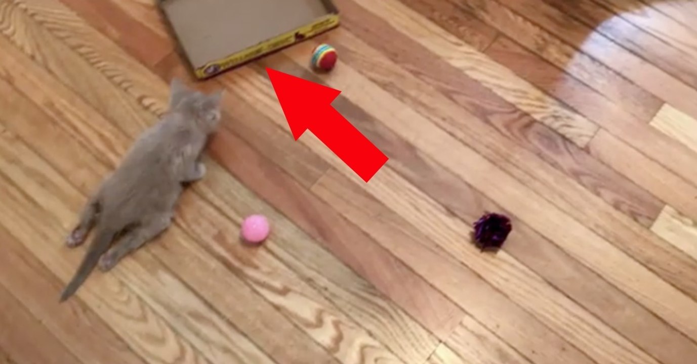 Das kleine Kätzchen kann nicht richtig laufen, doch als sie ihm den Karton hinlegt, passiert etwas Wunderbares!