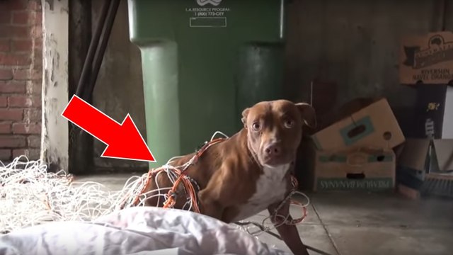 Die Hündin hat sich in einem Netz verfangen. Doch als sie sieht, wie der Mann sich ihr nähert, fängt sie schrecklich an zu zittern...