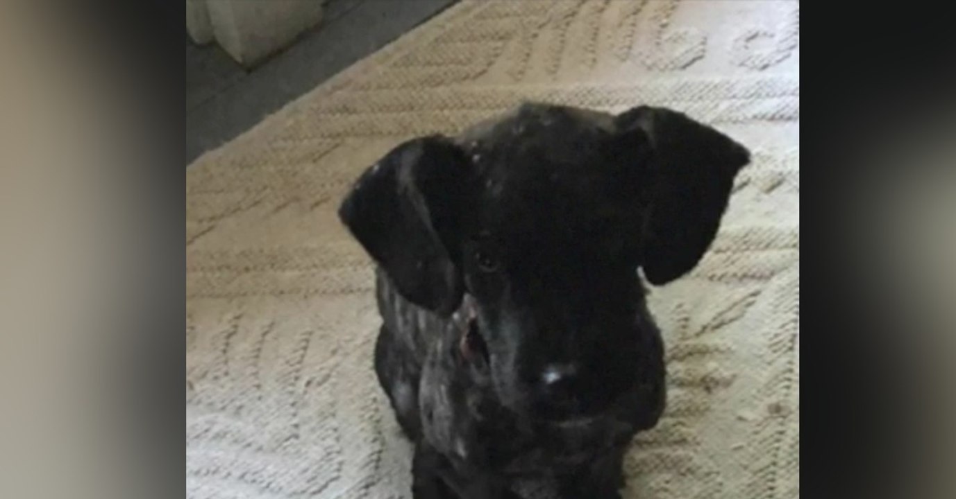 Sie entdecken einen Welpen in einem schlimmen Zustand, der von fast 700 Zecken befallen ist!