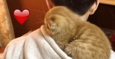 Das Kätzchen ist in der Kapuze eingeschlafen. Was folgt, ist einfach zu süß!