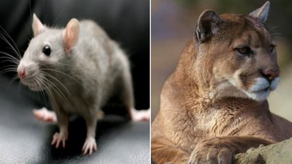 Die 7 schönsten heiligen Tiere der Welt