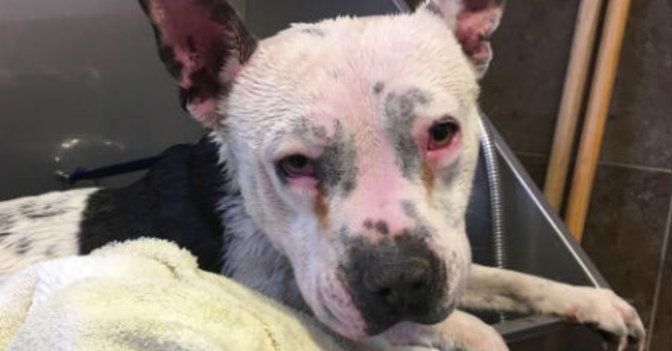 Der Grund für die rote Haut der Hündin macht Tierschützer fassungslos