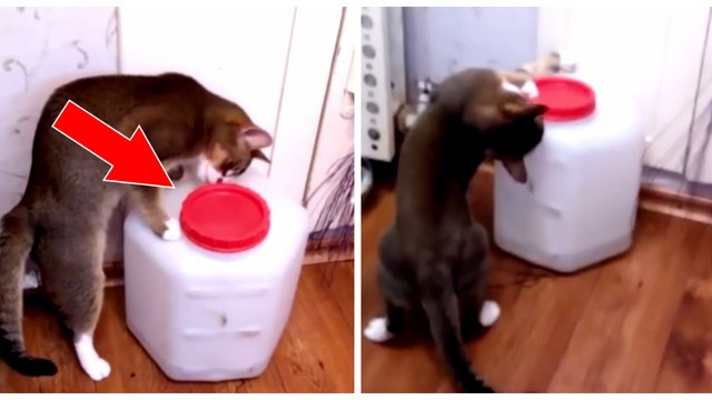 Diese Katze gibt nicht auf... Bis der Behälter offen ist!