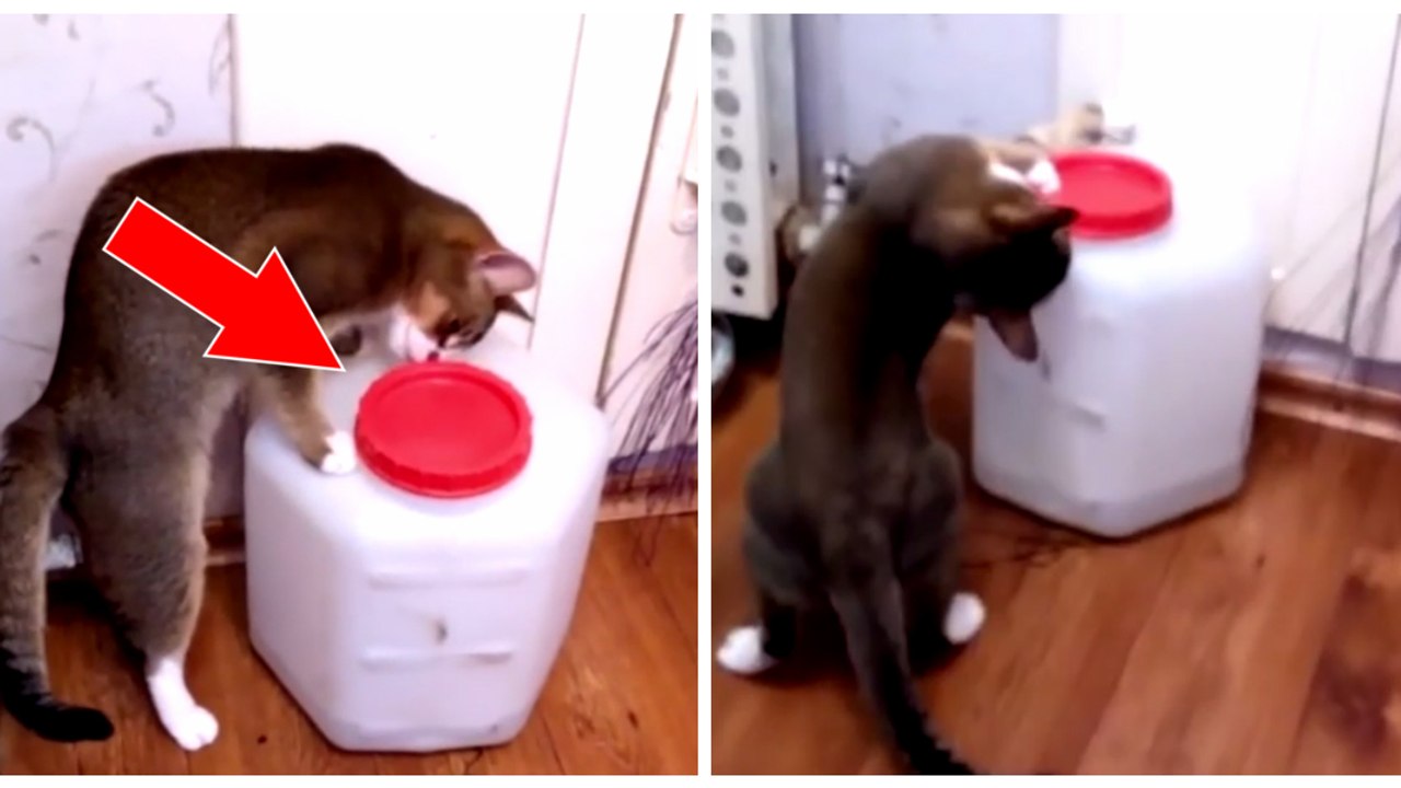 Diese Katze gibt nicht auf... Bis der Behälter offen ist!