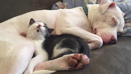 Sie lässt das verwaiste Kätzchen bei ihrer Pitbulldame. Doch als sie zurückkommt, traut sie ihren Augen nicht!