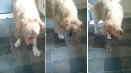 Die Reaktion dieses Hundes auf einen Hand-Spinner ist genial! Sieh am besten selbst!
