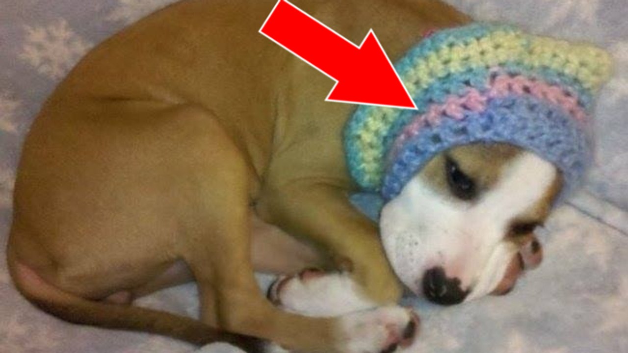 Dieser welpe hat kupierte ohren und eine ohrenbandage, um auf hundekämpfe vorbereitet zu werden