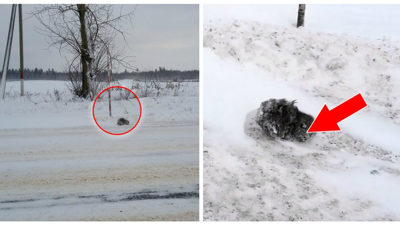Bei -18°C entdeckt er etwas Schwarzes und Gefrorenes im Schnee. Als er sieht was es ist, kommen ihm die Tränen, denn...