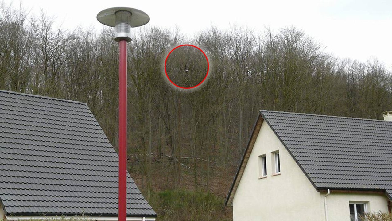 Frankreich: bei rouen saß eine katze eine woche auf einem baum fest
