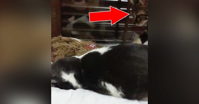 Wenn du absolut keinen Bock auf nichts hast. Und dann kommt dein kleiner Nerv-Bruder....