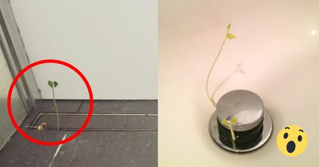 Die Massage-Seife Wiccy Magic Muscles von Lush lässt Pflanzen in der Dusche sprießen