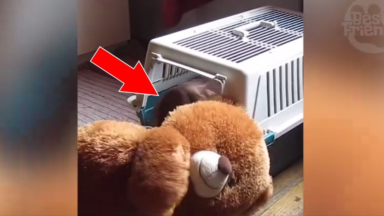 Dieses süße Fellknäuel versucht ganz verzweifelt seinen Lieblingsteddy in die Transportbox zu stopfen!