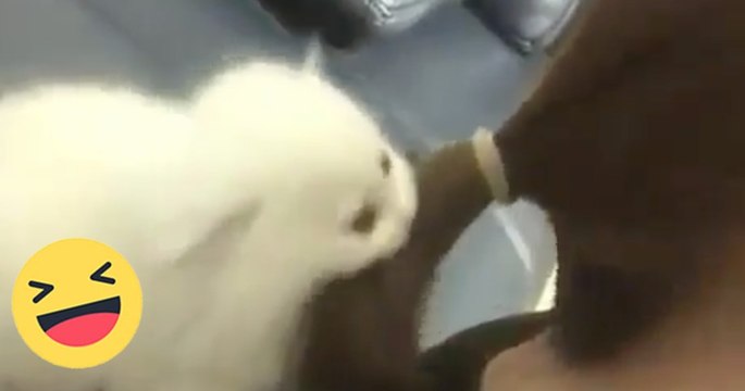 Das Kätzchen versucht die Haare seines Frauchens zu fangen, doch dann...