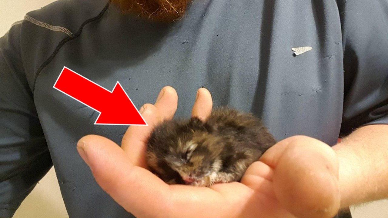 Er findet das winzige Kätzchen verlassen in einem Auto. Als es die Augen öffnet, kommen ihm die Tränen!