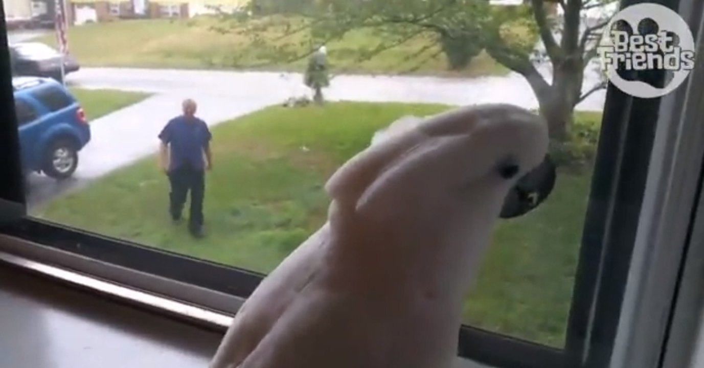 Sobald Kakadu Onni sein Herrchen erblickt, macht er etwas ganz Besonderes