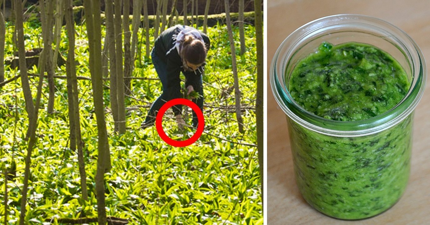 Bärlauch sammeln: Aufgepasst vor Verwechslungsgefahr!