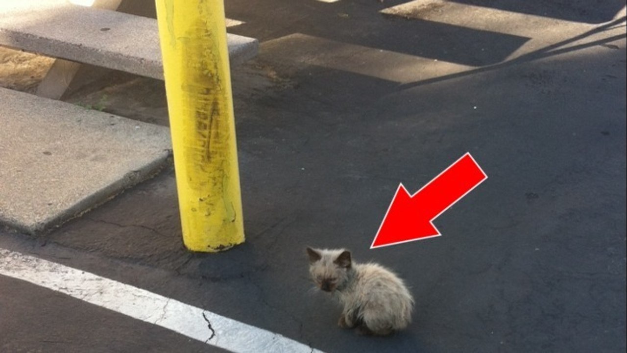 Dieses auf der Straße aufgelesene Kätzchen erkennst du am nächsten Tag nicht wieder!