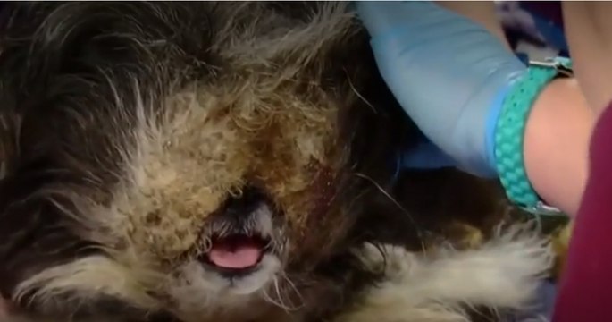 Selbst der Tierarzt muss tief Luft holen. Dann erfährt er die bewegende Geschichte seines Patienten!