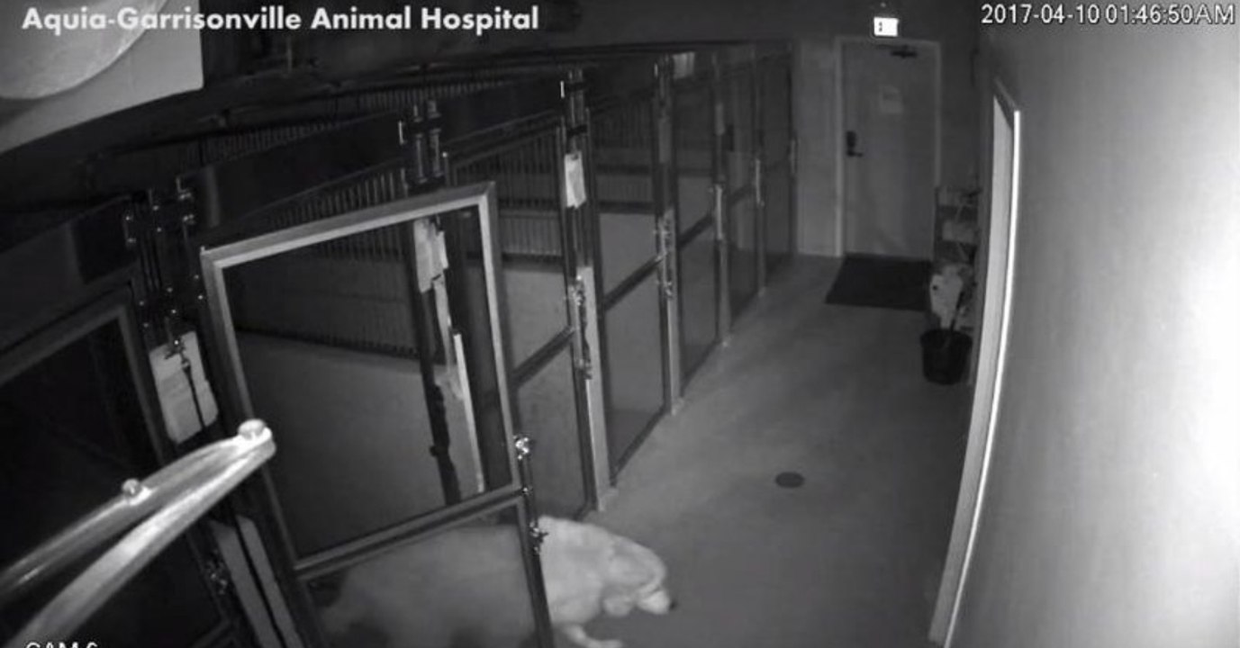 Eine Überwachungskamera der Tierklinik filmt, was dieser Schäferhund alles so anstellt. Unglaublich!