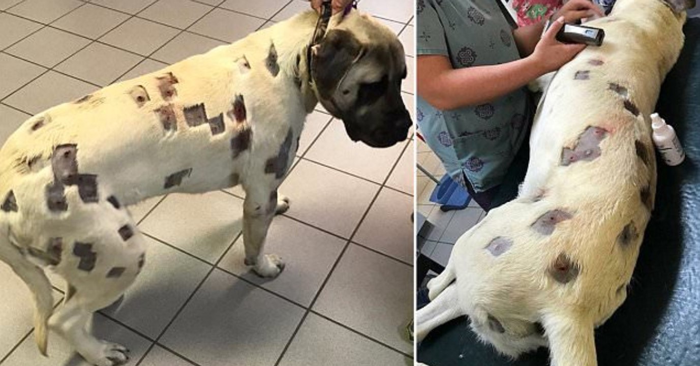 Tierarzt nach Untersuchung: 'So etwas habe ich noch nie gesehen!'