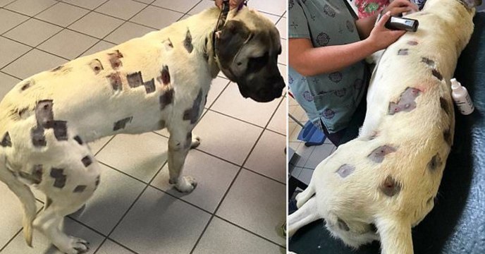 Tierarzt nach Untersuchung: So etwas habe ich noch nie gesehen!