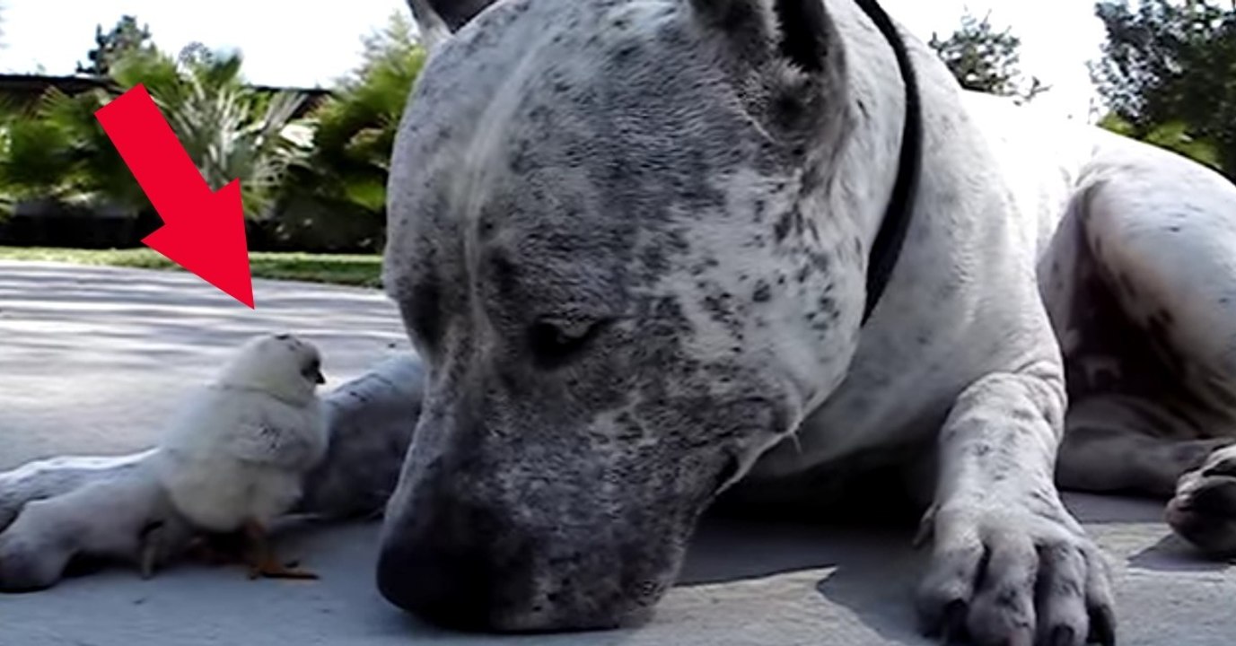 Das Küken hat sich einen neuen Freund gesucht. Was sie gleich machen, ist einfach zuckersüß!