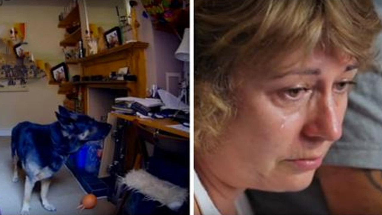 Sie filmt heimlich ihren Hund zuhause. Dann bricht sie in Tränen aus!