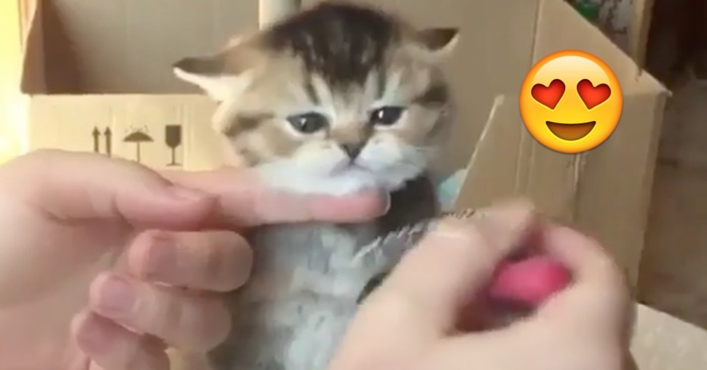 Das Kätzchen hat keine Lust auf Bürsten. Da wickelt es Frauchen ganz süß um die Finger. Und zwar SO!