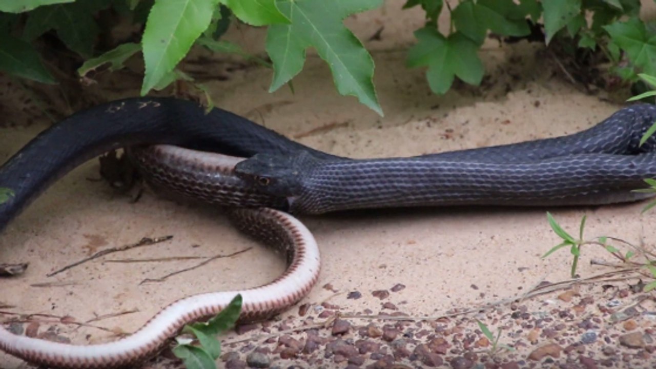 Texas, USA: Dieses Paar kreuzt den Weg einer riesigen Schlange, die eine noch lebende Schlange herauswürgt