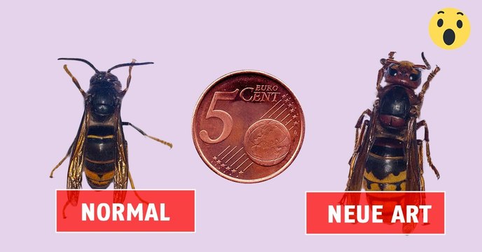 Asiatische Riesenhornisse breitet sich in Europa aus