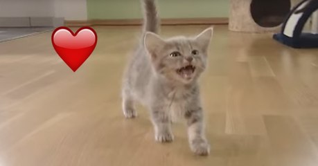 Wenn kleine Damen viel Aufmerksamkeit brauchen und dabei trotzdem noch so süß sind!