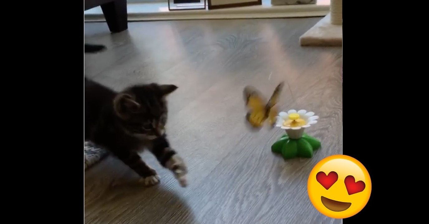 Das kleine Kätzchen Moo kriegt ein neues Spielzeug. Ihre Reaktion darauf ist einfach genial!